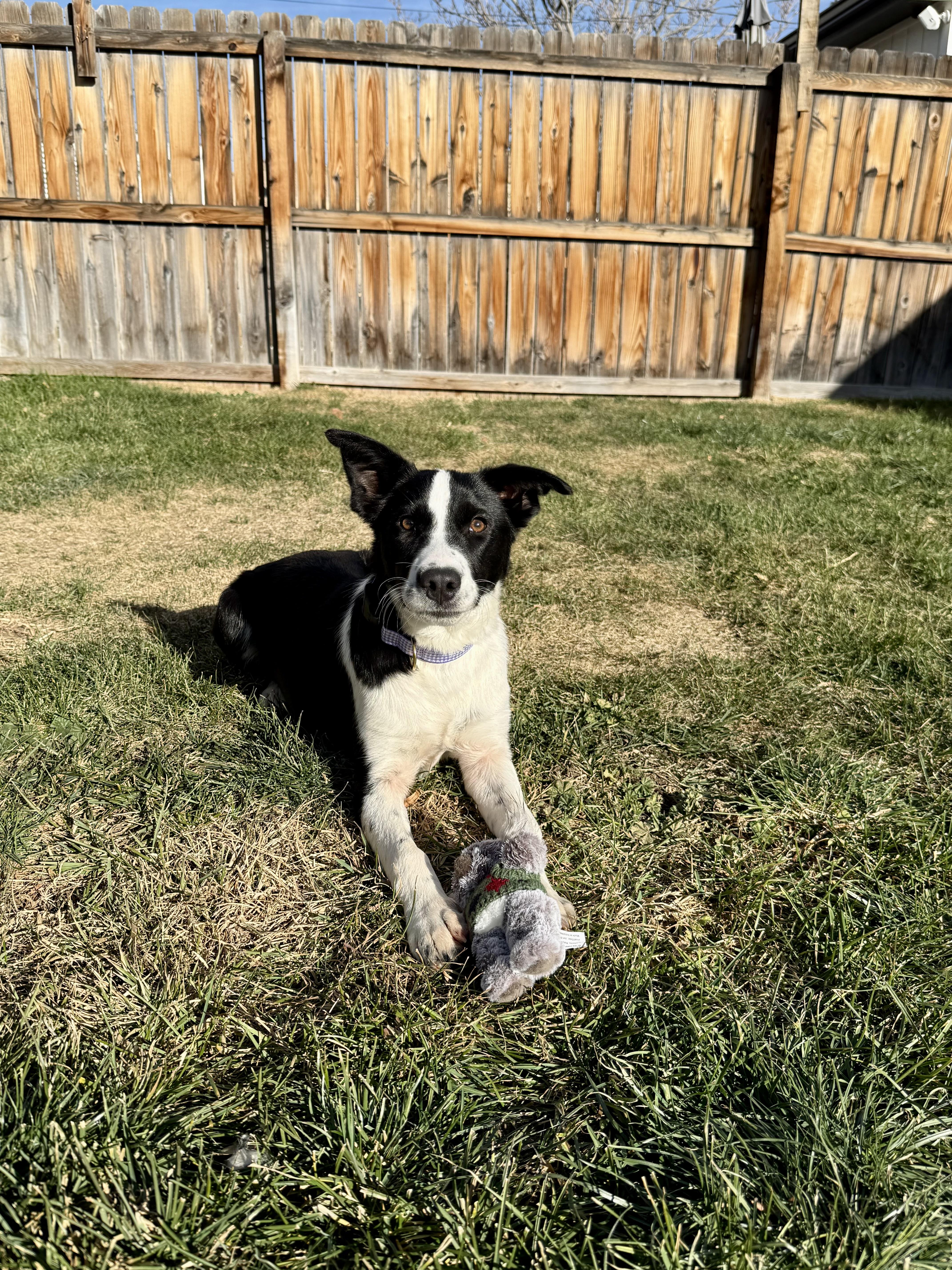 Enlarge Penelope, a ADOPTABLE mixed breed in Commerce City, CO image 3/5
