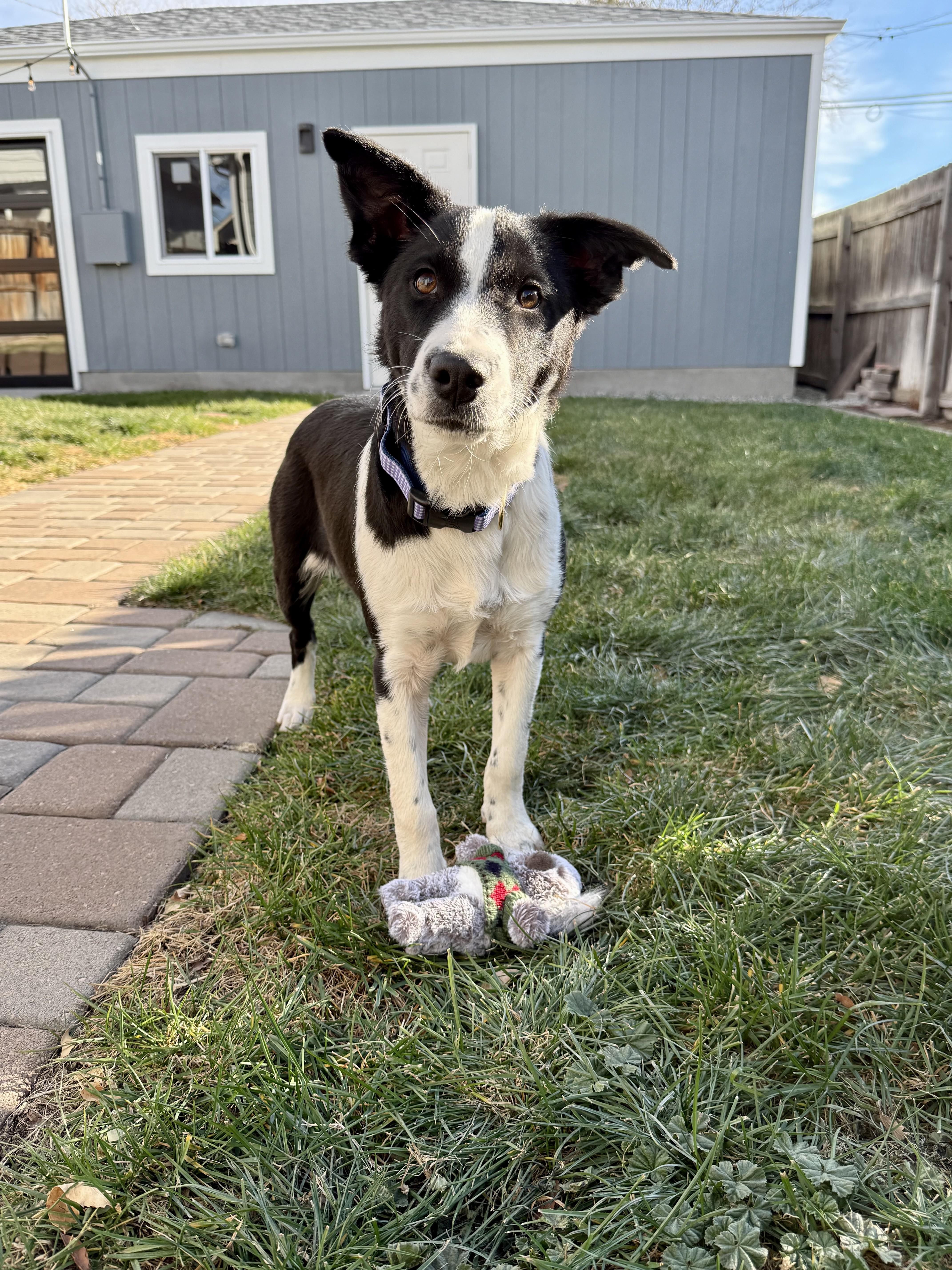 Enlarge Penelope, a ADOPTABLE mixed breed in Commerce City, CO image 1/5