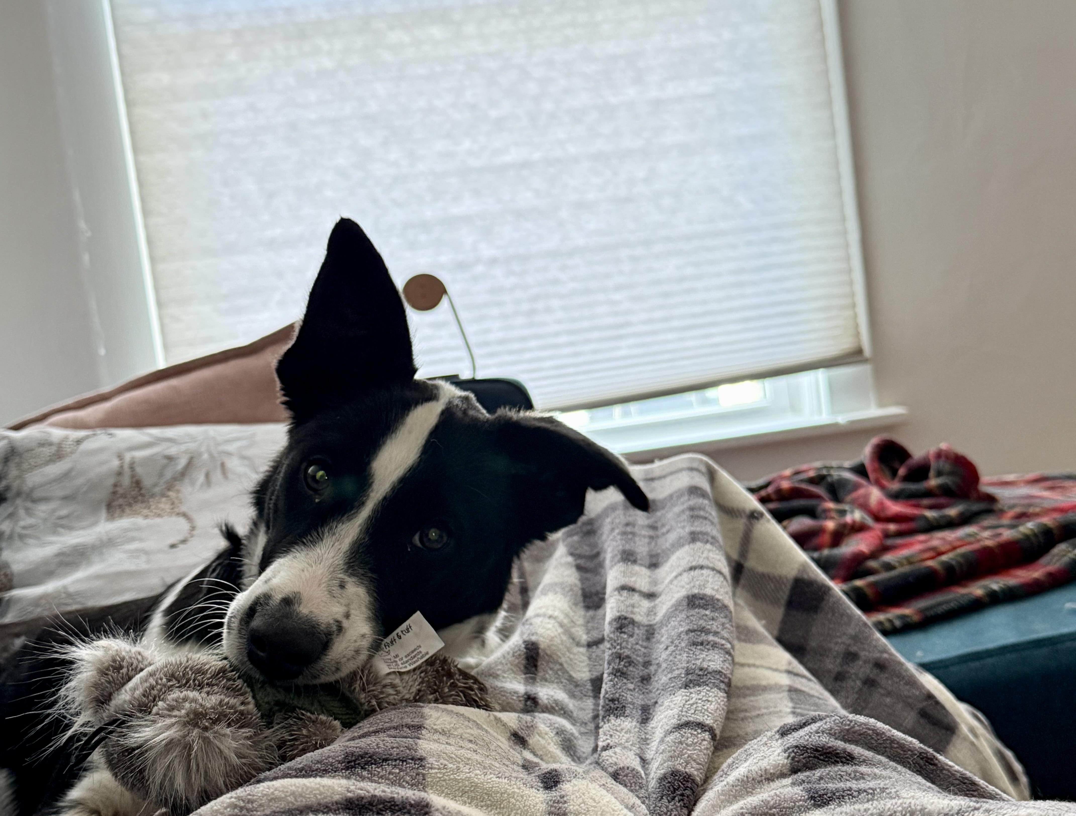 Enlarge Penelope, a ADOPTABLE mixed breed in Commerce City, CO image 4/5