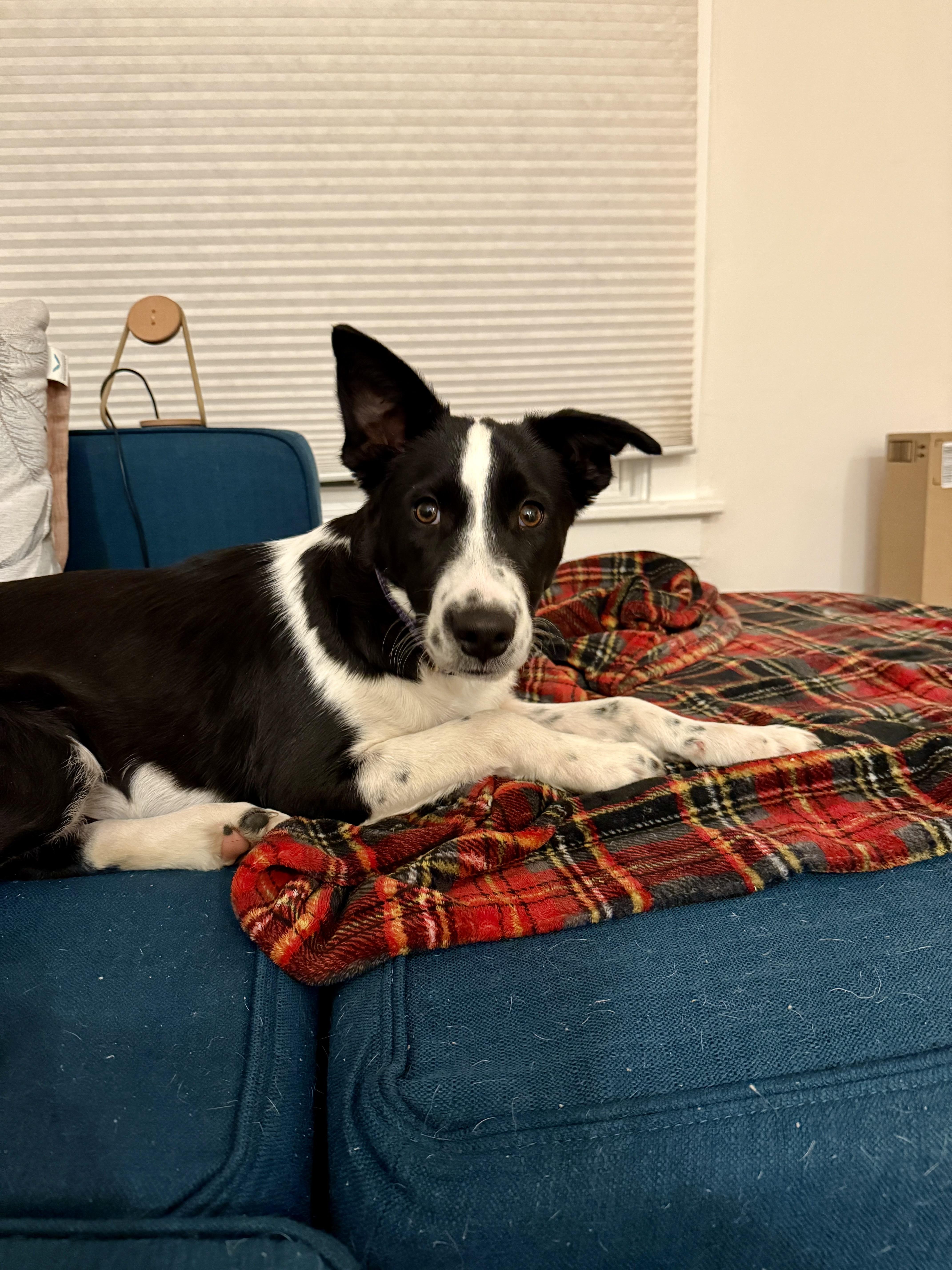 Enlarge Penelope, a ADOPTABLE mixed breed in Commerce City, CO image 5/5