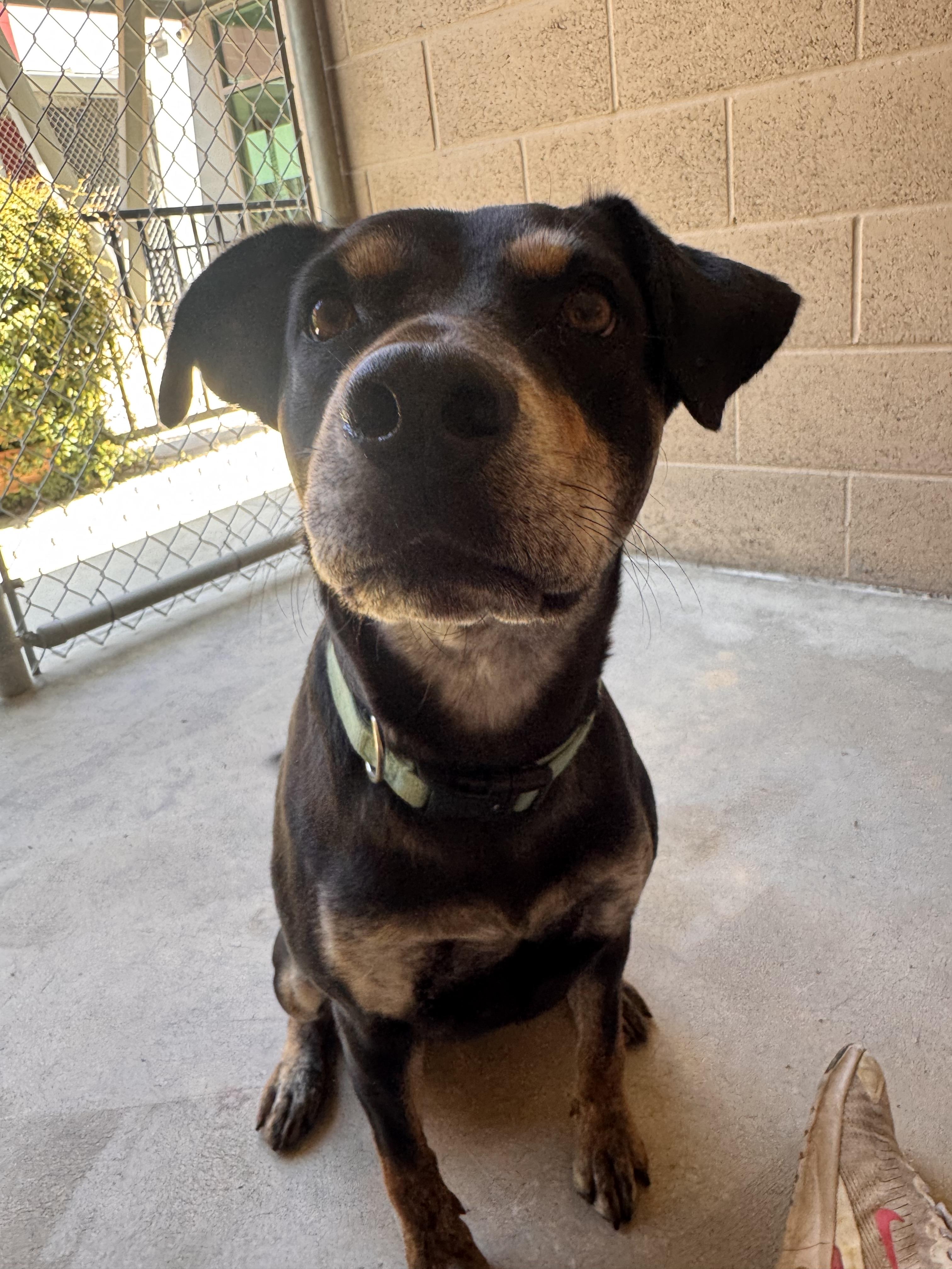 Nova, Adoptable, Adult Female Pit Bull Terrier & Australian Kelpie.
