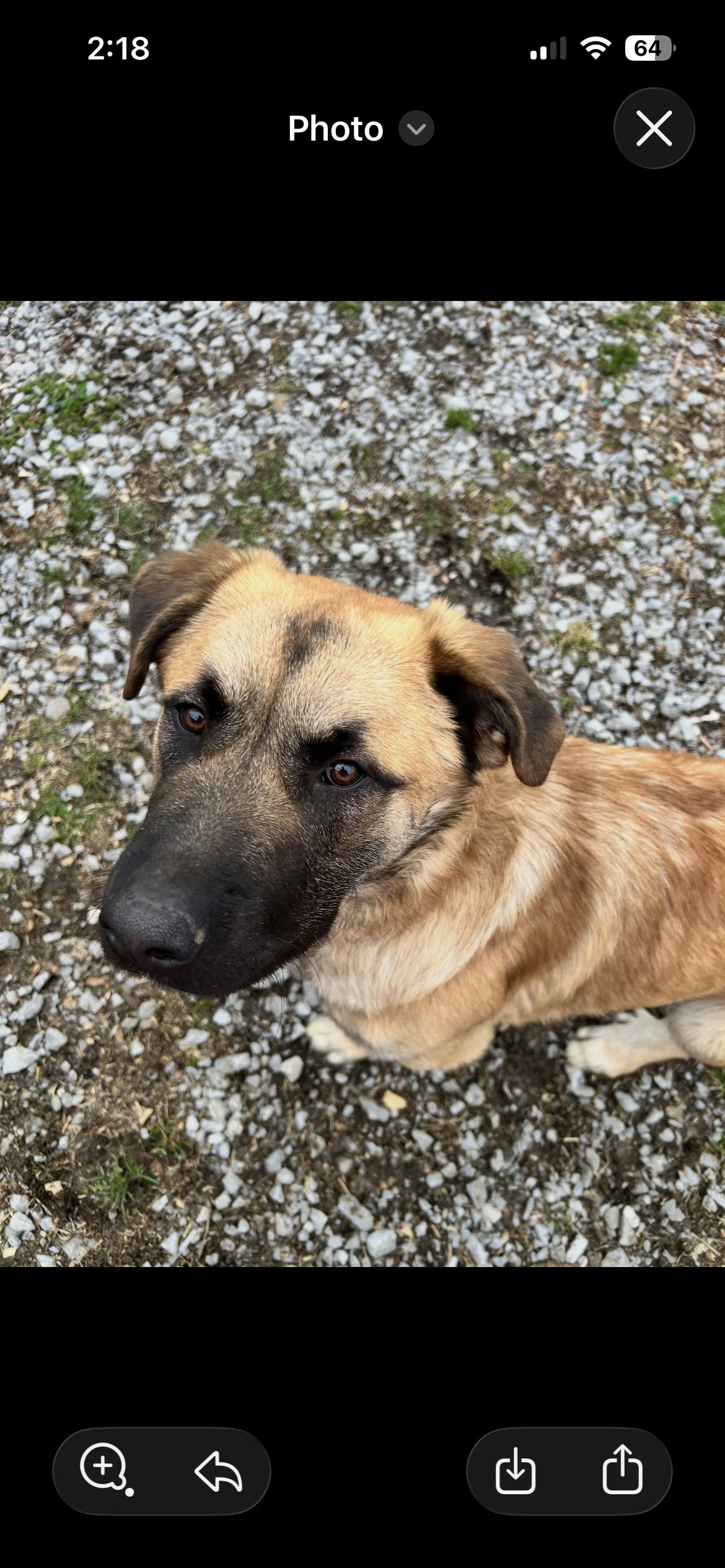 Enlarge Sadie , a ADOPTABLE mixed breed in Shelbyville, TN image 2/2