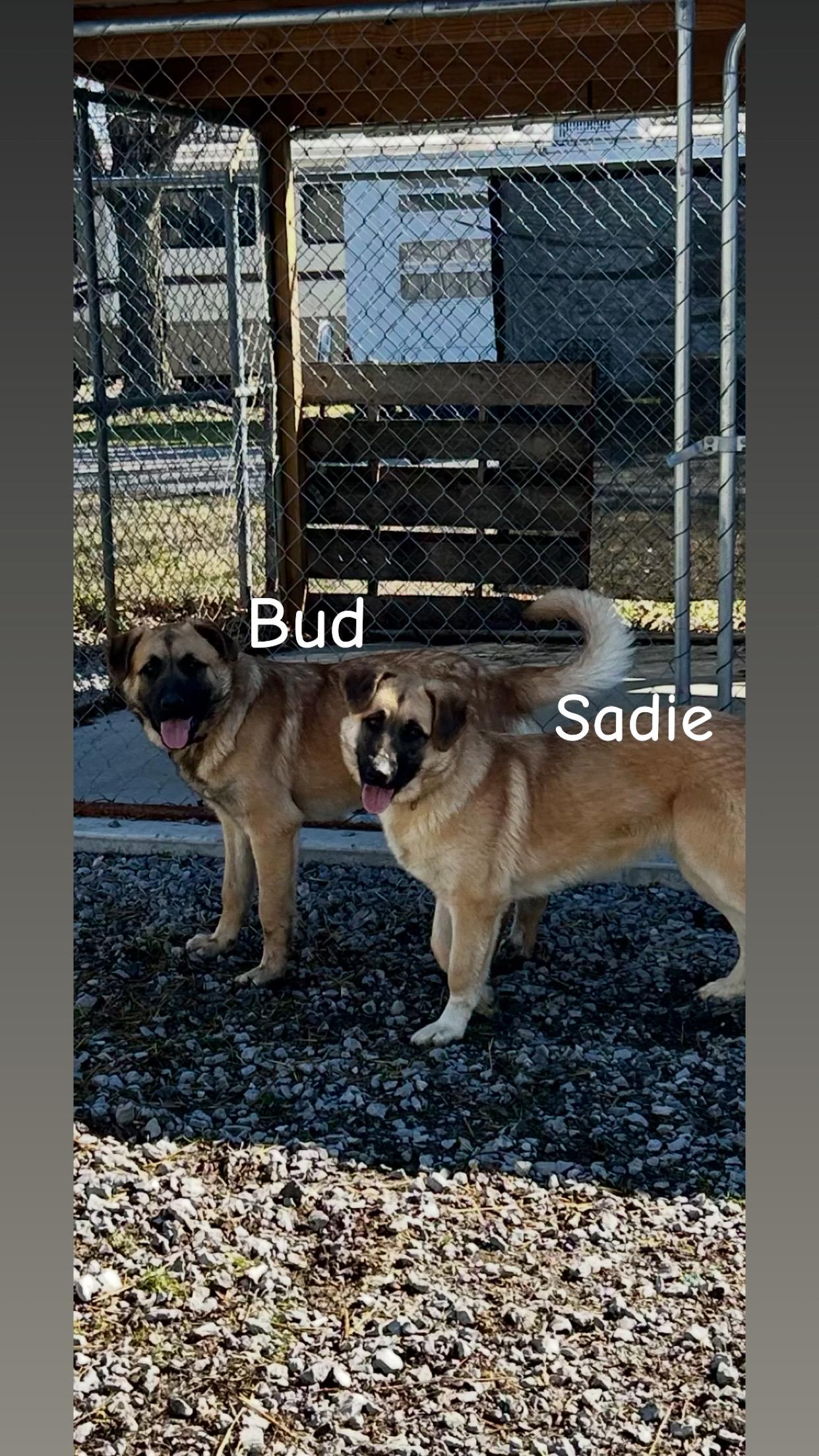 Enlarge Sadie , a ADOPTABLE mixed breed in Shelbyville, TN image 1/2