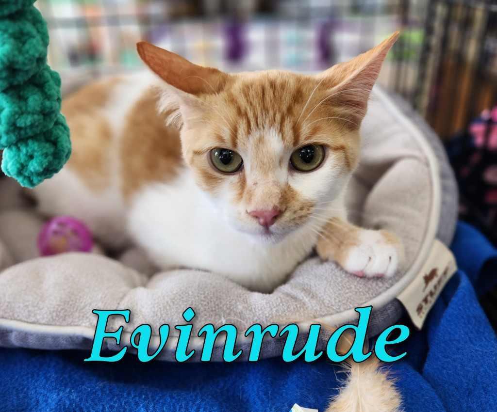 Evinrude