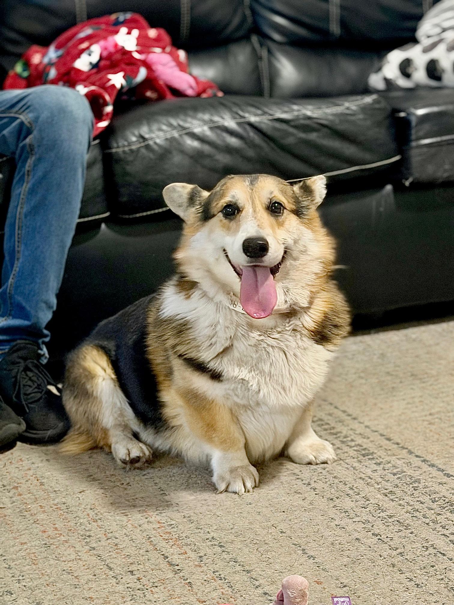 Roberto, adopted, Adult Female Corgi.