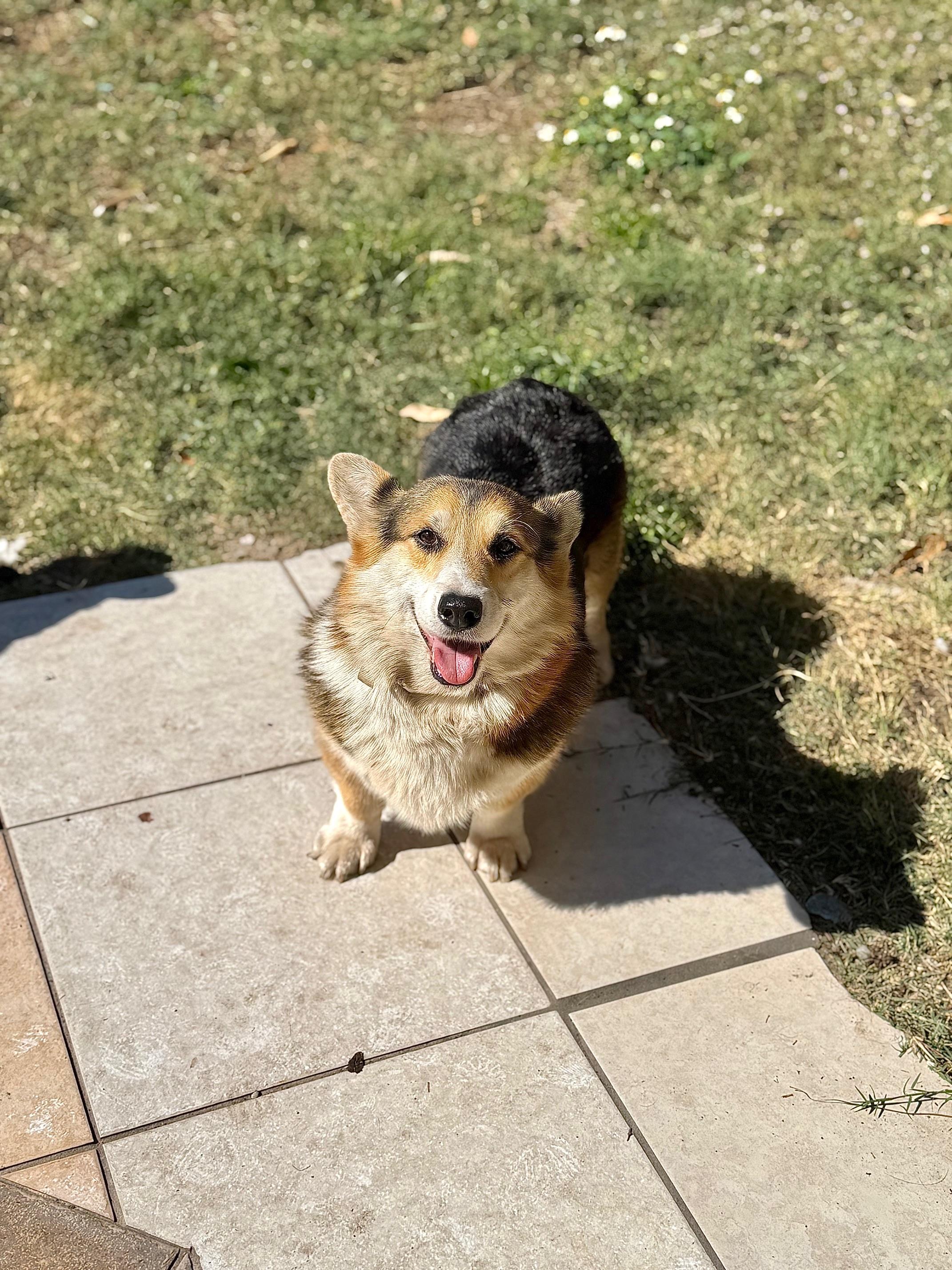 Enlarge Roberto, an adopted Corgi in Orlando, FL image 4/4