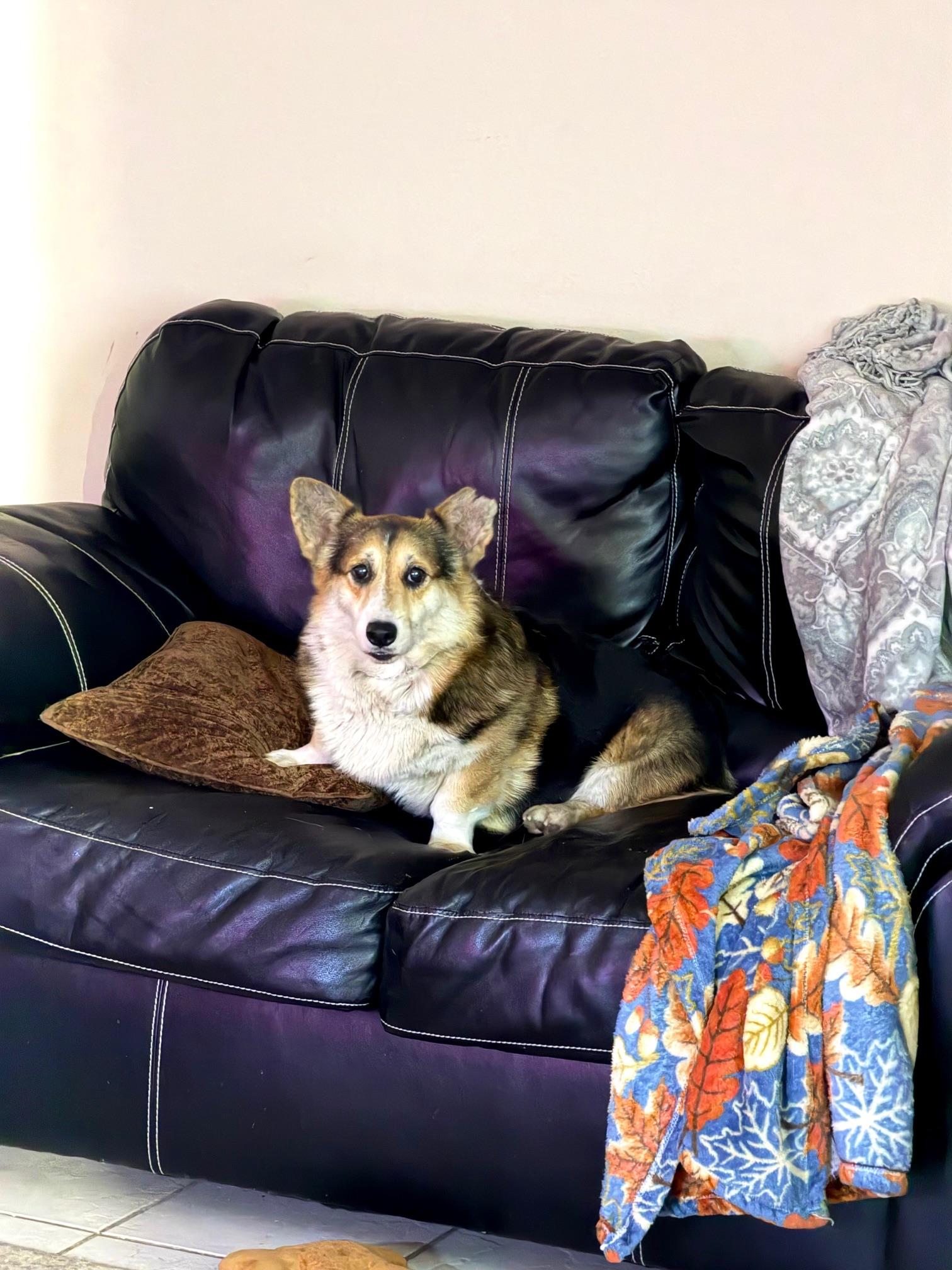 Enlarge Roberto, an adopted Corgi in Orlando, FL image 3/4