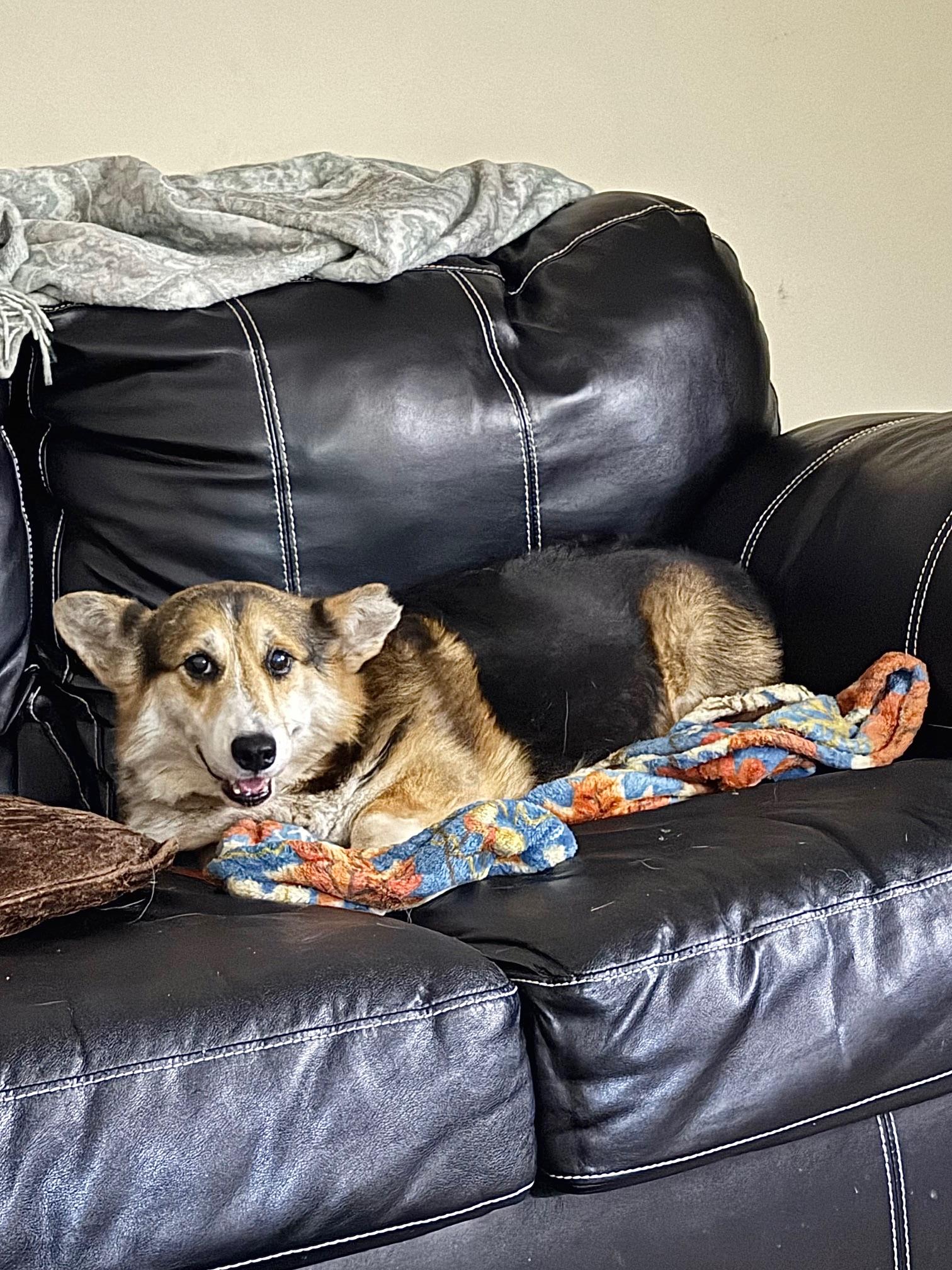 Enlarge Roberto, an adopted Corgi in Orlando, FL image 2/4