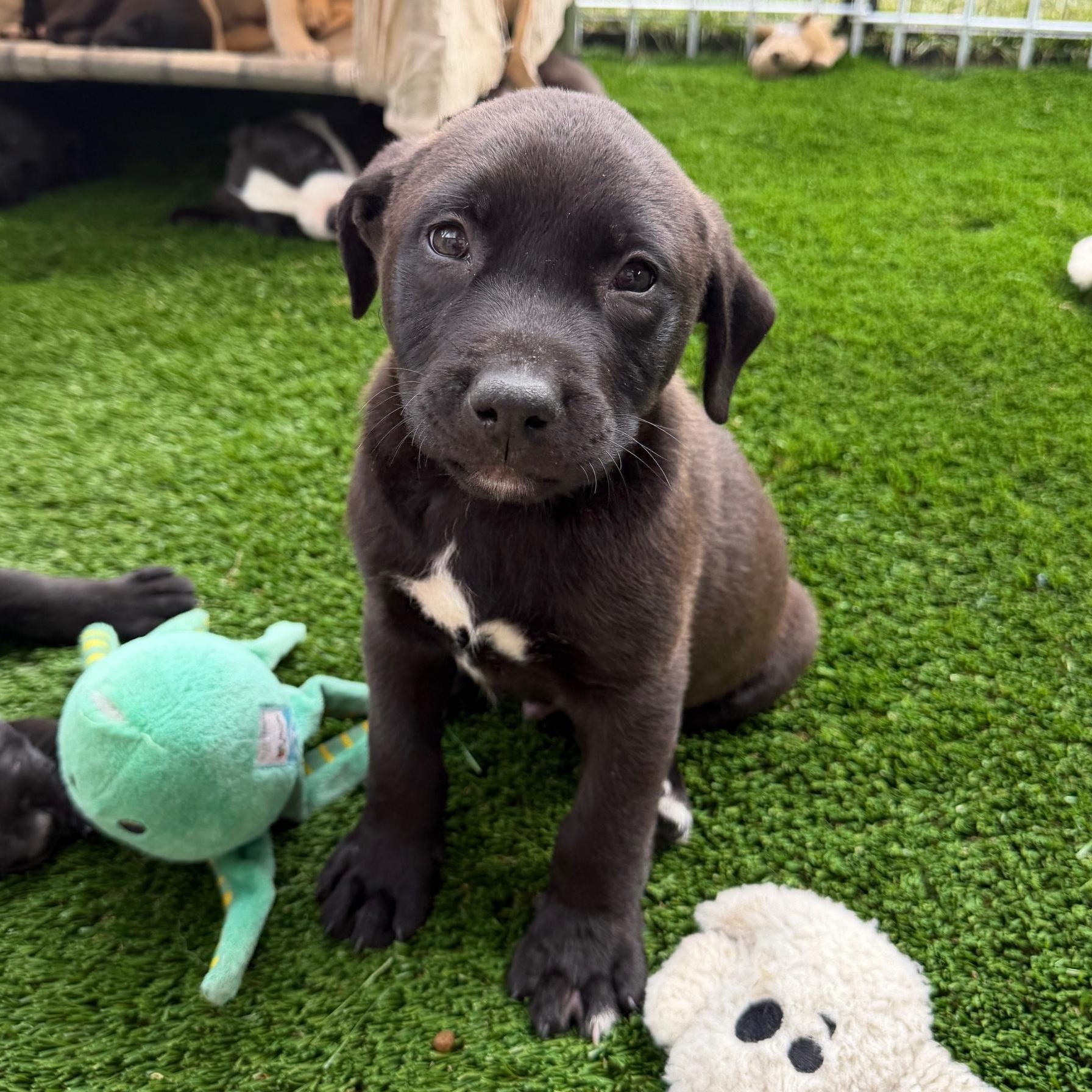 Mike, adopted, Puppy Male Mixed Breed.