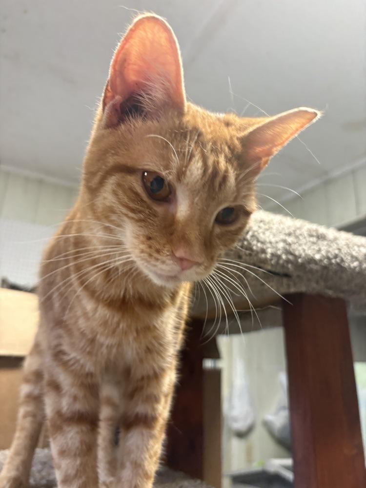 Maria, Adoptable, Young Female Domestic Short Hair.