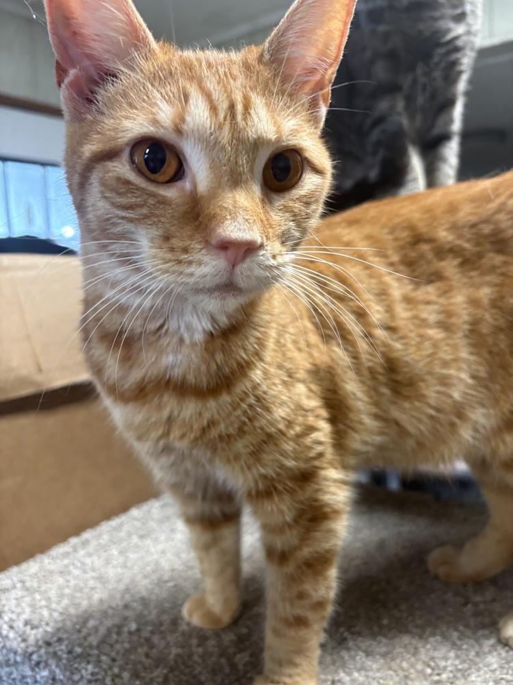 Enlarge Maria, a Adoptable Domestic Short Hair in Wilson, NC image 2/2