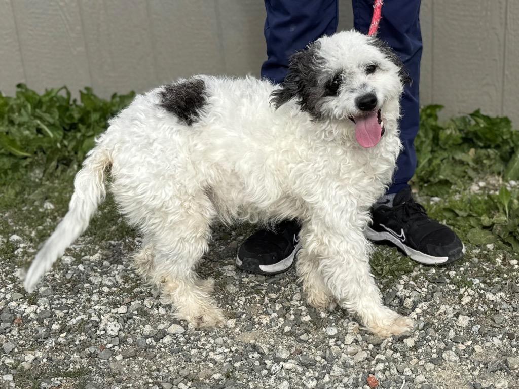 Enlarge Blue Bunny, a Adoptable mixed breed in Vacaville, CA image 1/1