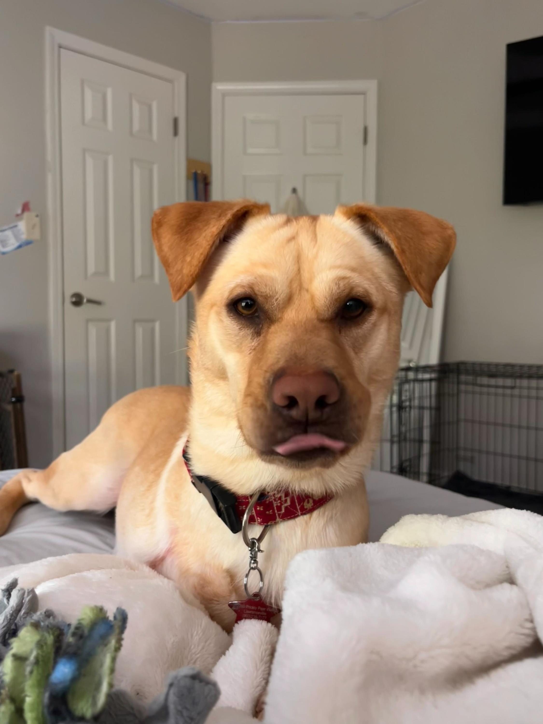 Enlarge Merlin 326, a Adoptable Labrador Retriever in Winder, GA image 1/4