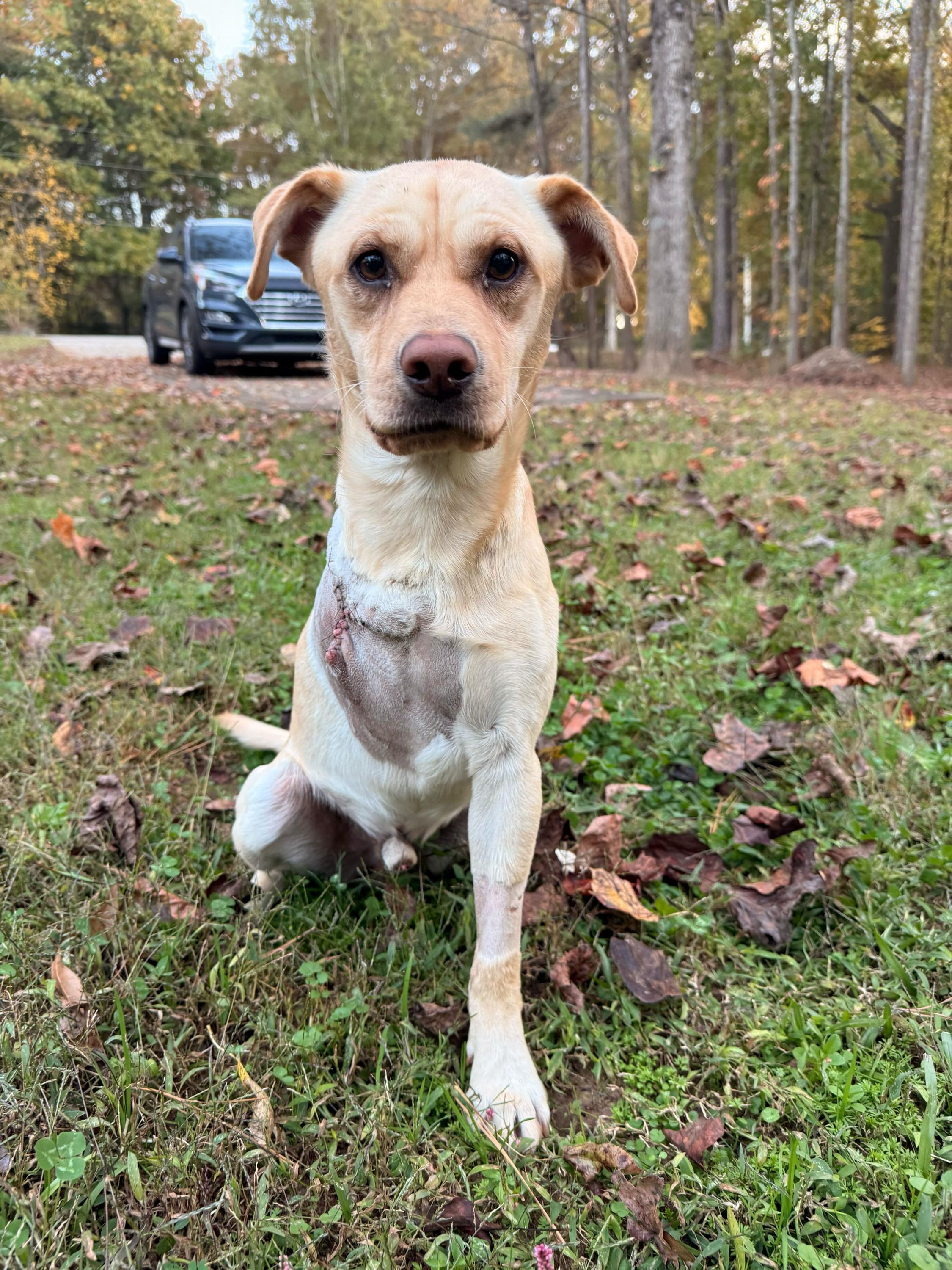 Merlin 326, Adoptable, Young Male Labrador Retriever.