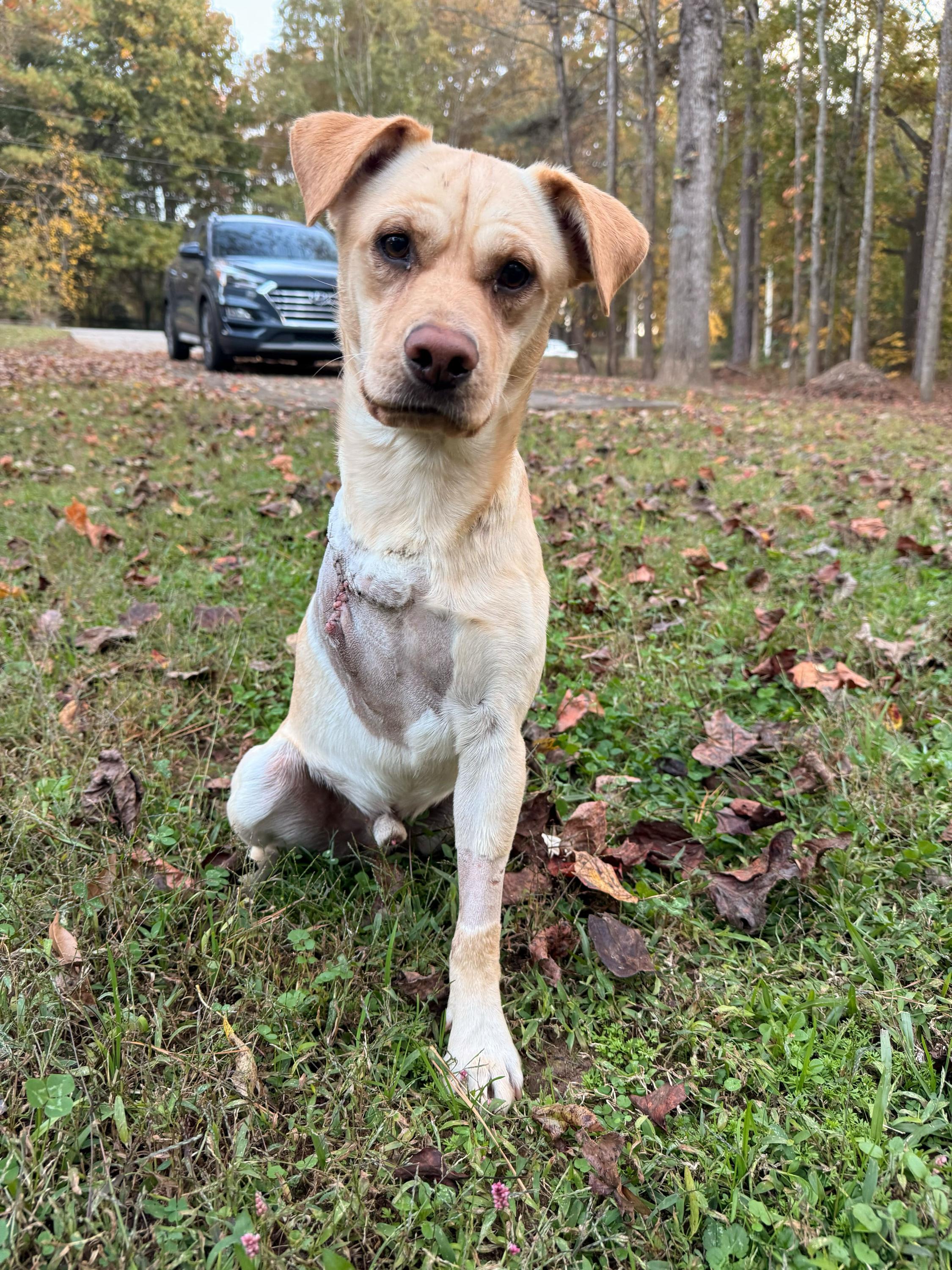 Merlin 326, a Adoptable Labrador Retriever in Winder, GA image 2/4