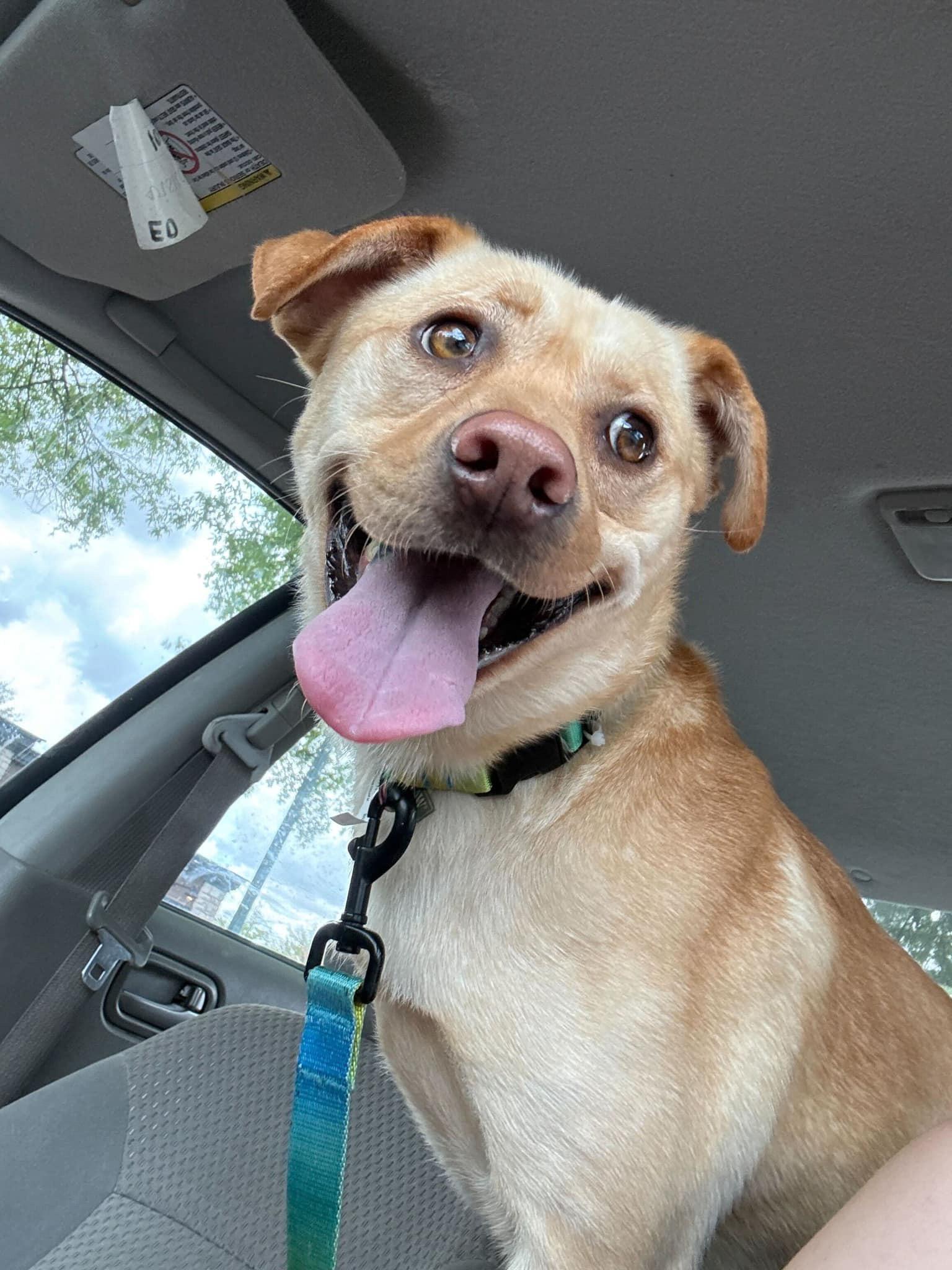Enlarge Merlin 326, a Adoptable Labrador Retriever in Winder, GA image 2/4