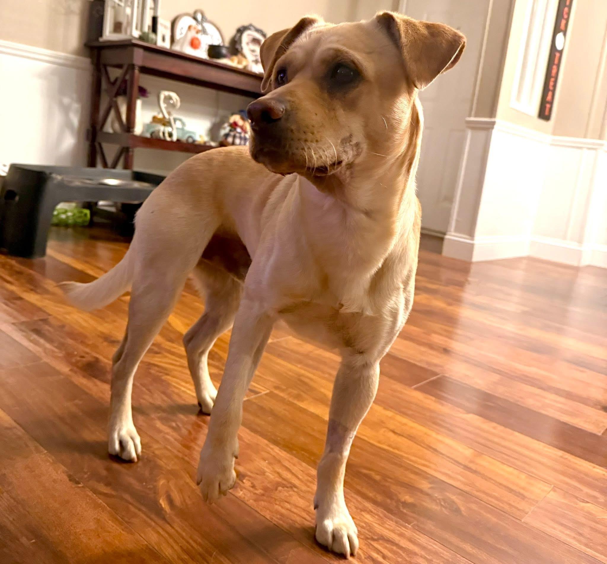 Merlin 326, a Adoptable Labrador Retriever in Winder, GA image 3/4