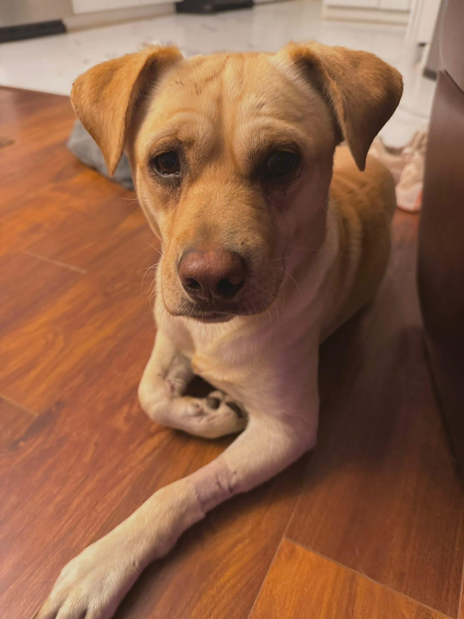 Merlin 326, a Adoptable Labrador Retriever in Winder, GA image 4/4