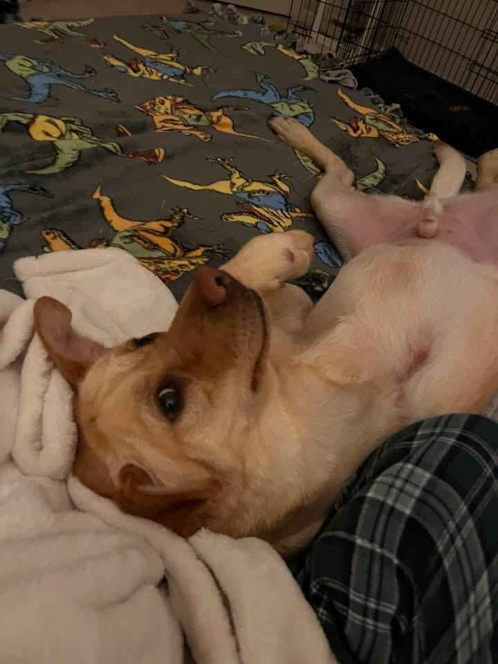 Enlarge Merlin 326, a Adoptable Labrador Retriever in Winder, GA image 4/4