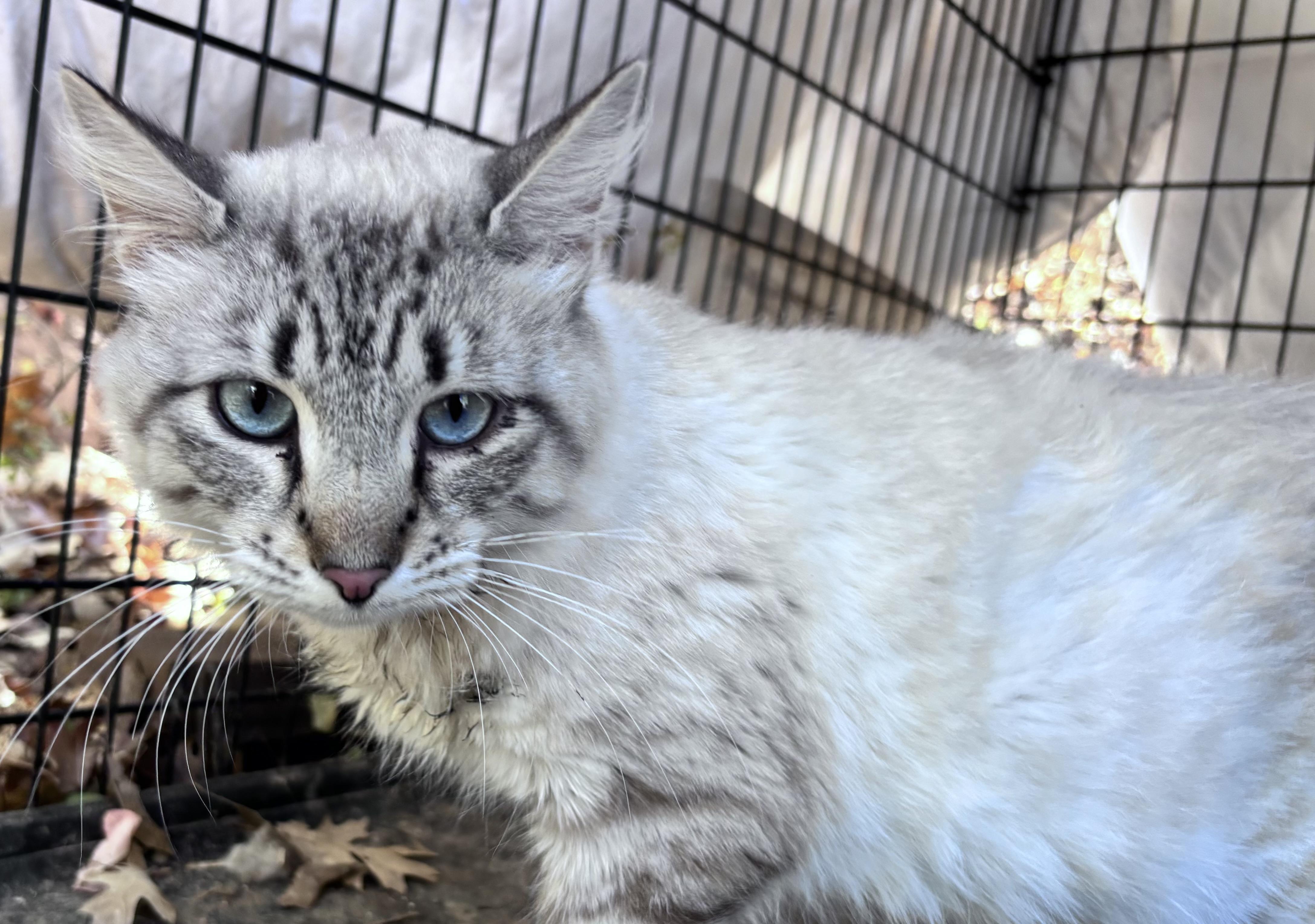 Enlarge Miso, a Adopted mixed breed in San Diego, CA image 2/4