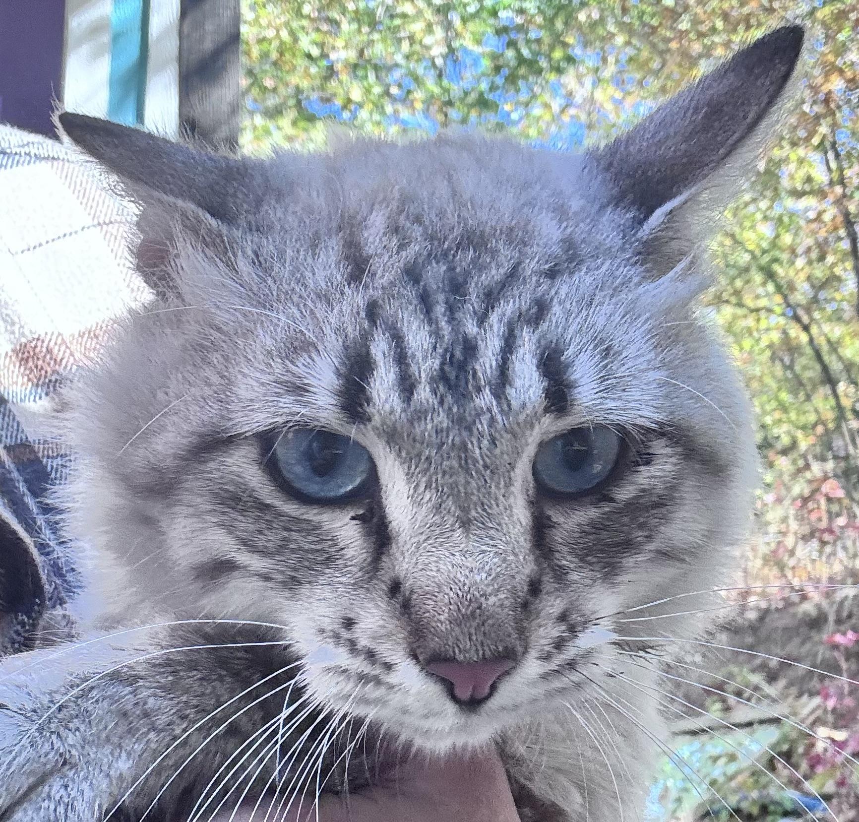 Miso, Adopted, Adult Male Siamese & Domestic Medium Hair.