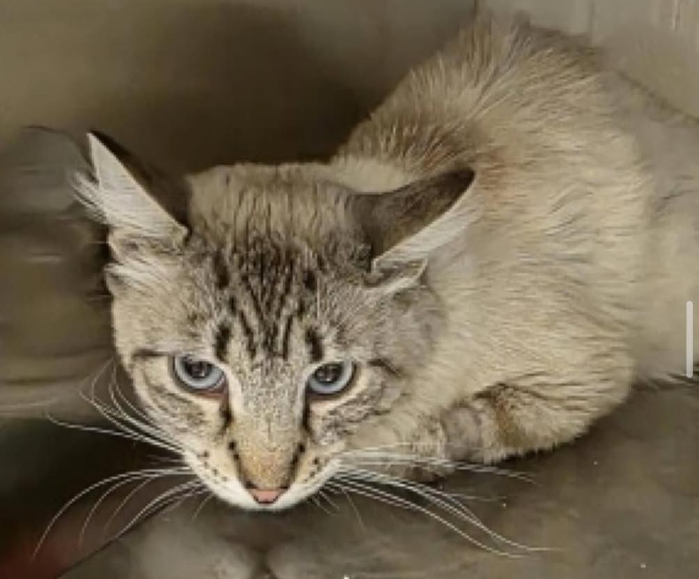 Enlarge Miso, a Adopted mixed breed in San Diego, CA image 3/4