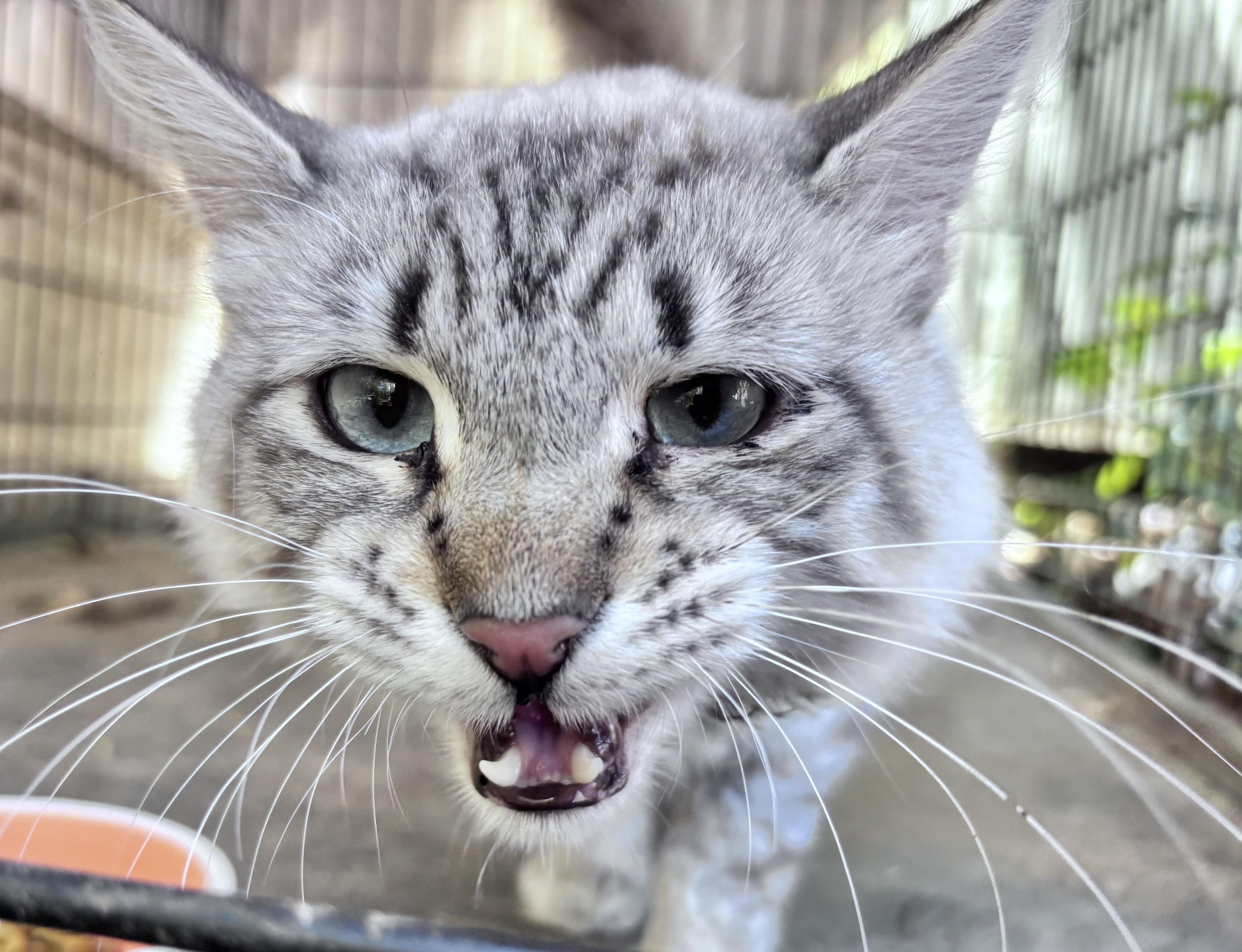 Enlarge Miso, a Adopted mixed breed in San Diego, CA image 4/4