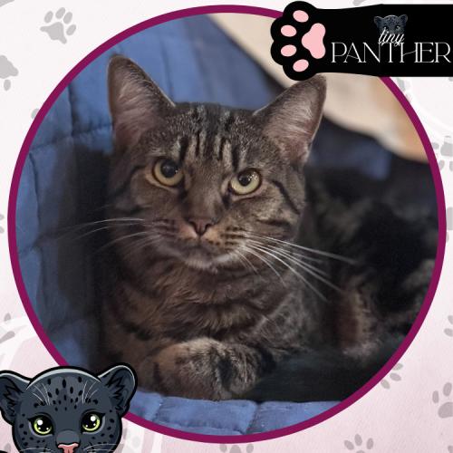 Pepper, Adoptable, Young Female Domestic Short Hair.