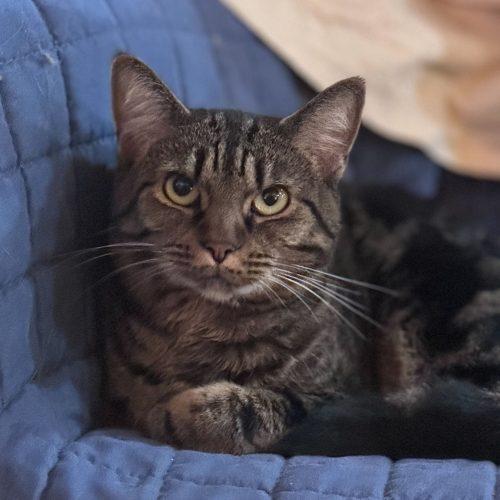 Pepper, a Adoptable Domestic Short Hair in Toms River, NJ image 2/5