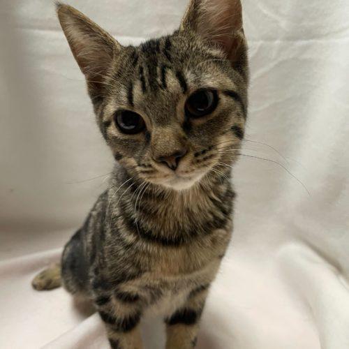 Pepper, a Adoptable Domestic Short Hair in Toms River, NJ image 3/5
