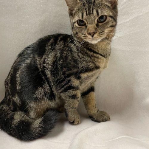 Pepper, a Adoptable Domestic Short Hair in Toms River, NJ image 4/5