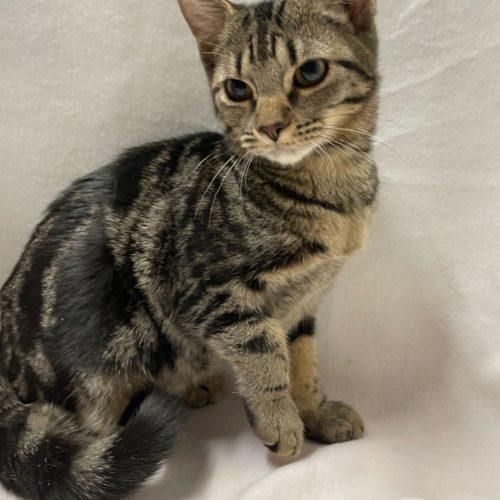 Pepper, a Adoptable Domestic Short Hair in Toms River, NJ image 5/5