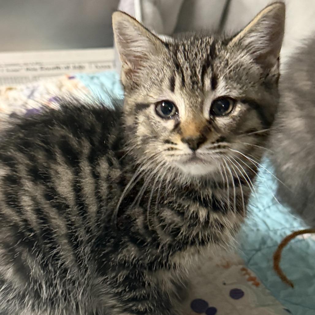Gorgonzola, Adoptable, Kitten Male Domestic Short Hair.