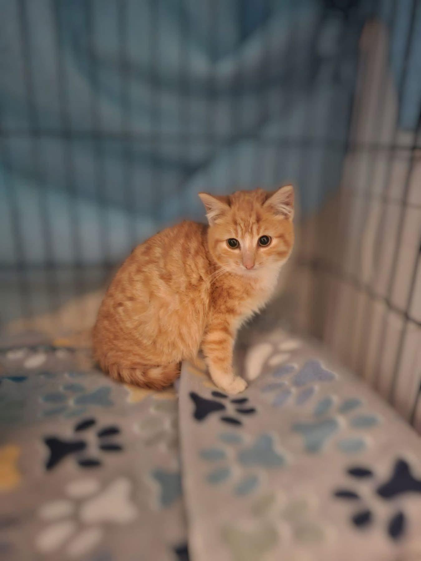 Enlarge Carnation, a ADOPTABLE Domestic Short Hair in Reading, PA image 1/1