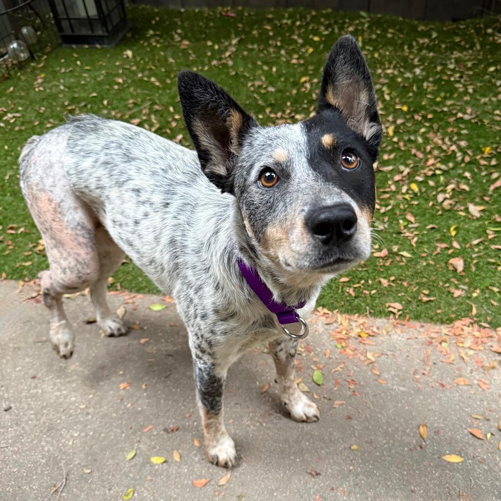 Abigail, Adoptable, Young Female Cattle Dog.
