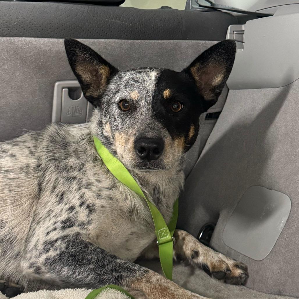Enlarge Abigail, a Adoptable Cattle Dog in Los Angeles, CA image 2/2