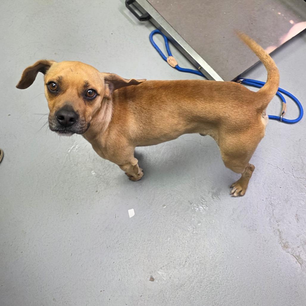 Dewey, Adoptable, Adult Male Mixed Breed.