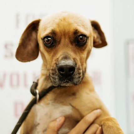 Dewey, a Adoptable Mixed Breed in Duncan, OK image 2/2