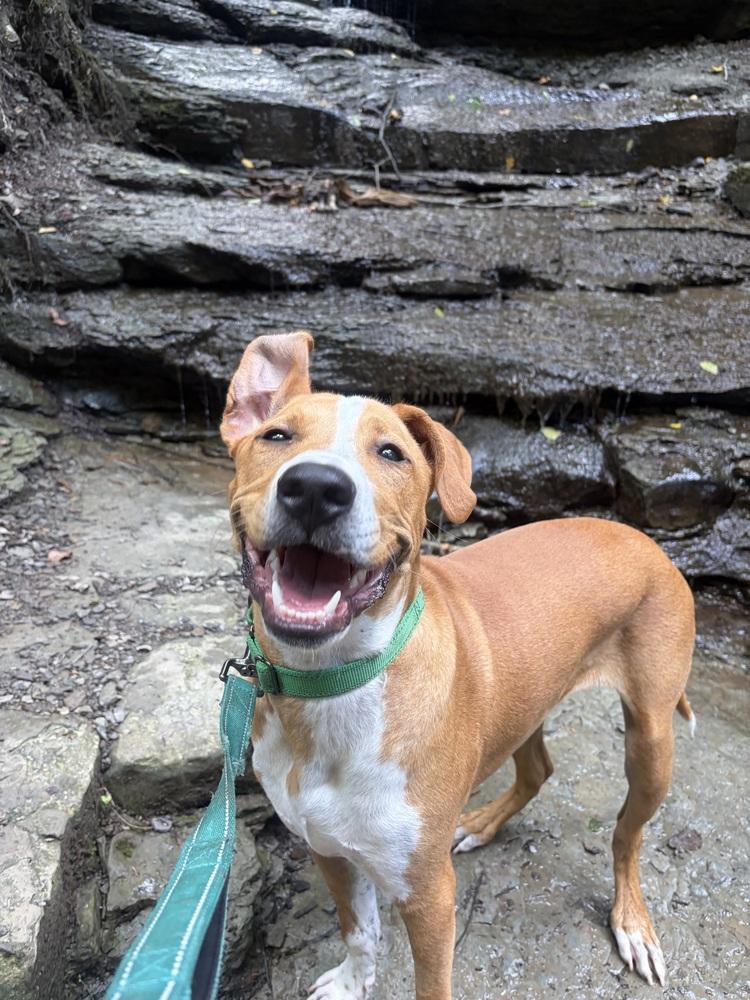 Anthony, Adoptable, Puppy Male Mixed Breed.