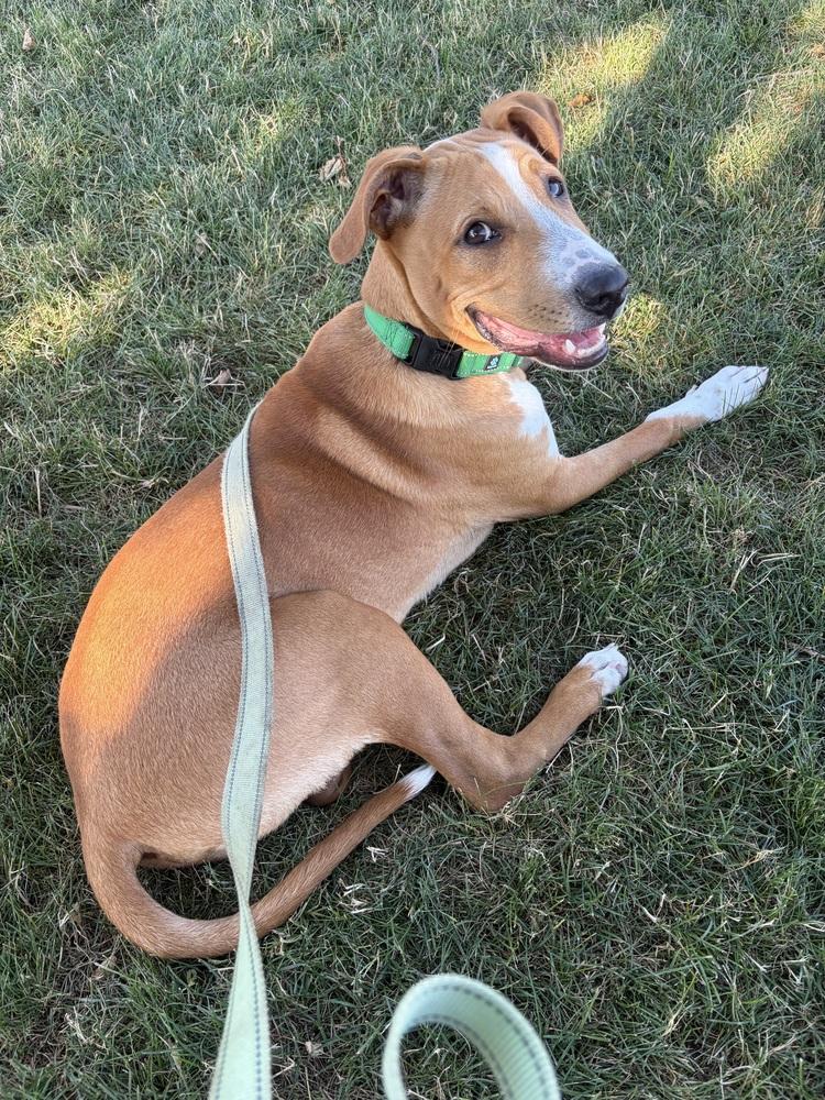 Enlarge Anthony, a Adoptable Mixed Breed in Amherst, NY image 2/6