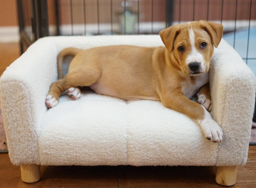 Anthony, Adoptable, Puppy Male Shar-Pei.