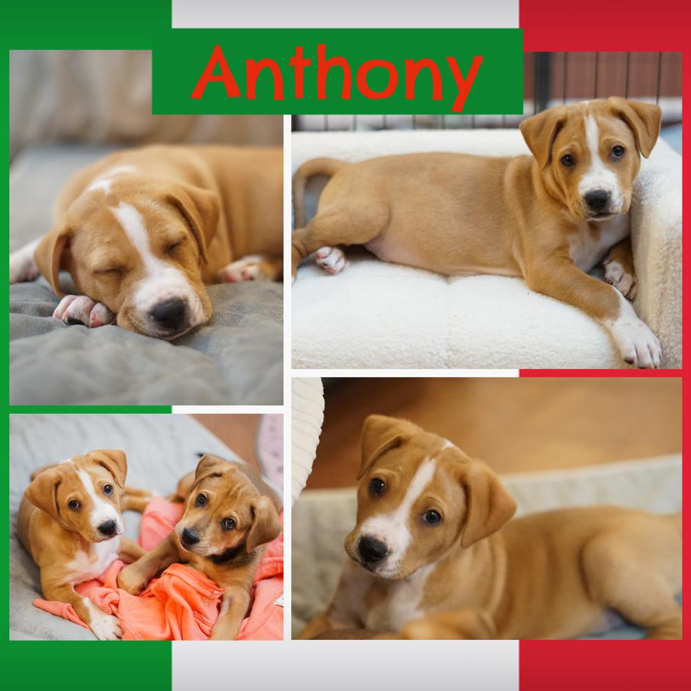 Enlarge Anthony, a Adoptable Shar-Pei in Amherst, NY image 1/6