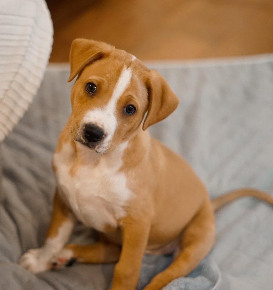 Enlarge Anthony, a Adoptable Shar-Pei in Amherst, NY image 2/6