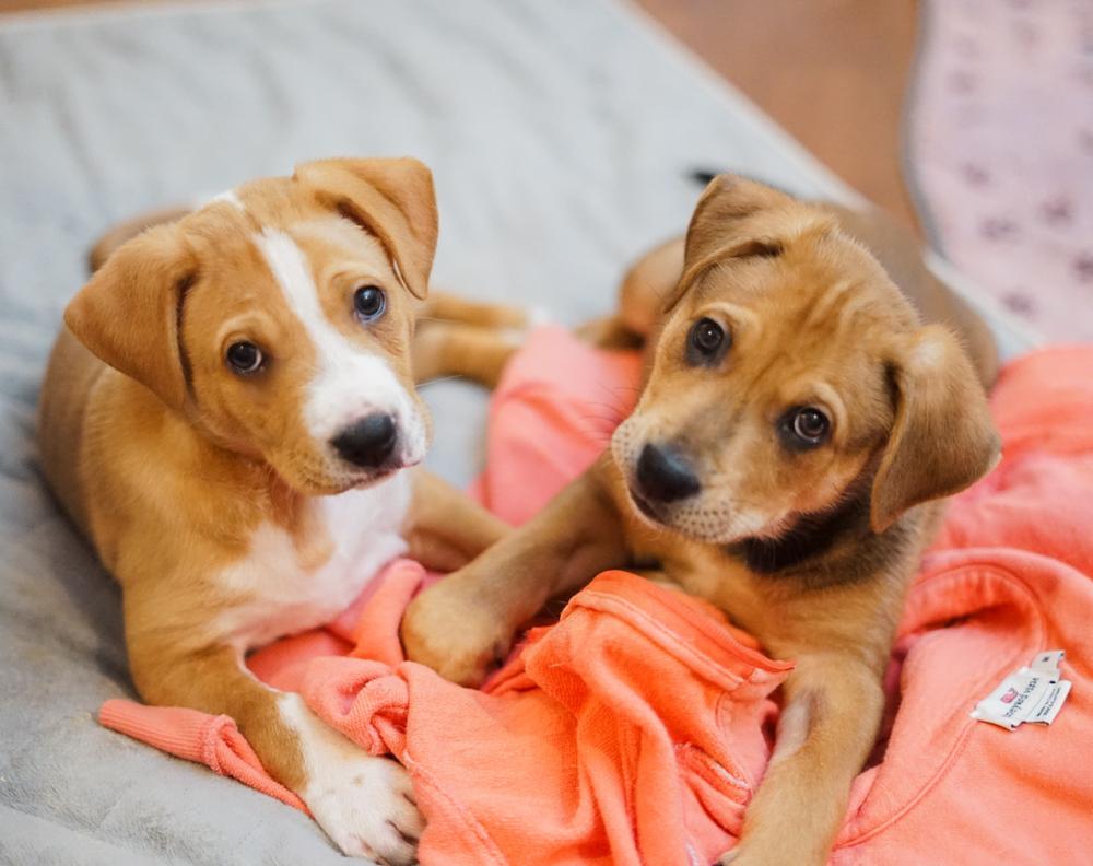 Enlarge Anthony, a Adoptable Shar-Pei in Amherst, NY image 3/6