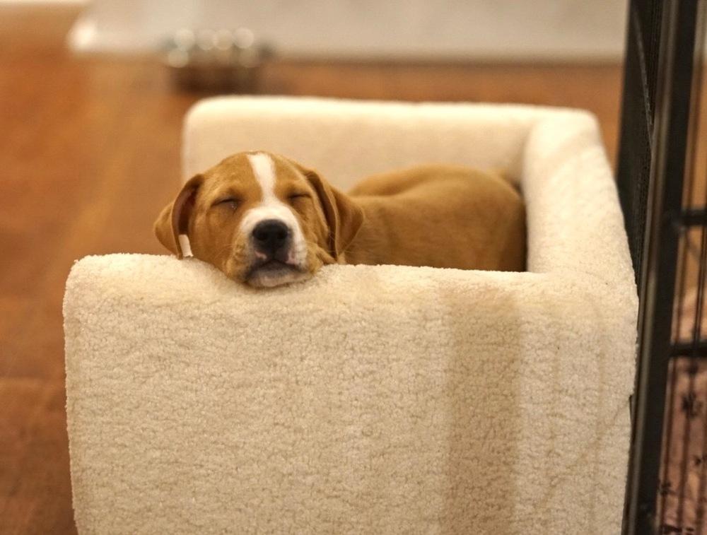 Enlarge Anthony, a Adoptable Shar-Pei in Amherst, NY image 4/6