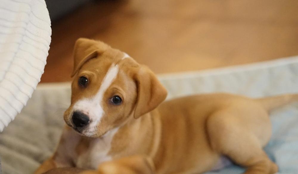 Enlarge Anthony, a Adoptable Shar-Pei in Amherst, NY image 5/6