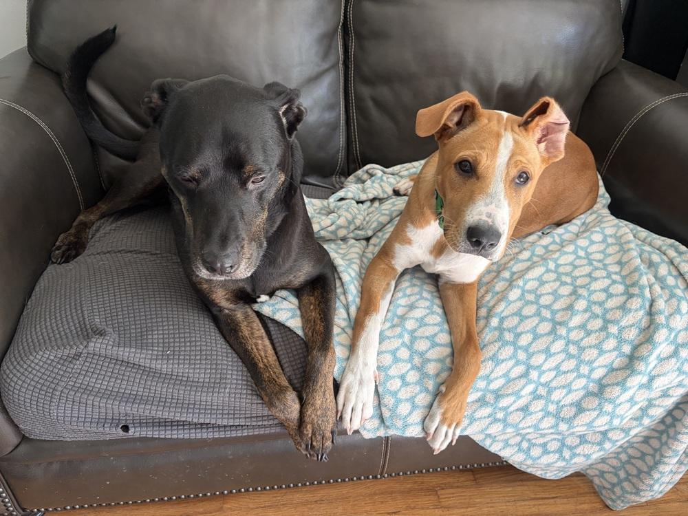 Enlarge Anthony, a Adoptable Mixed Breed in Amherst, NY image 3/6