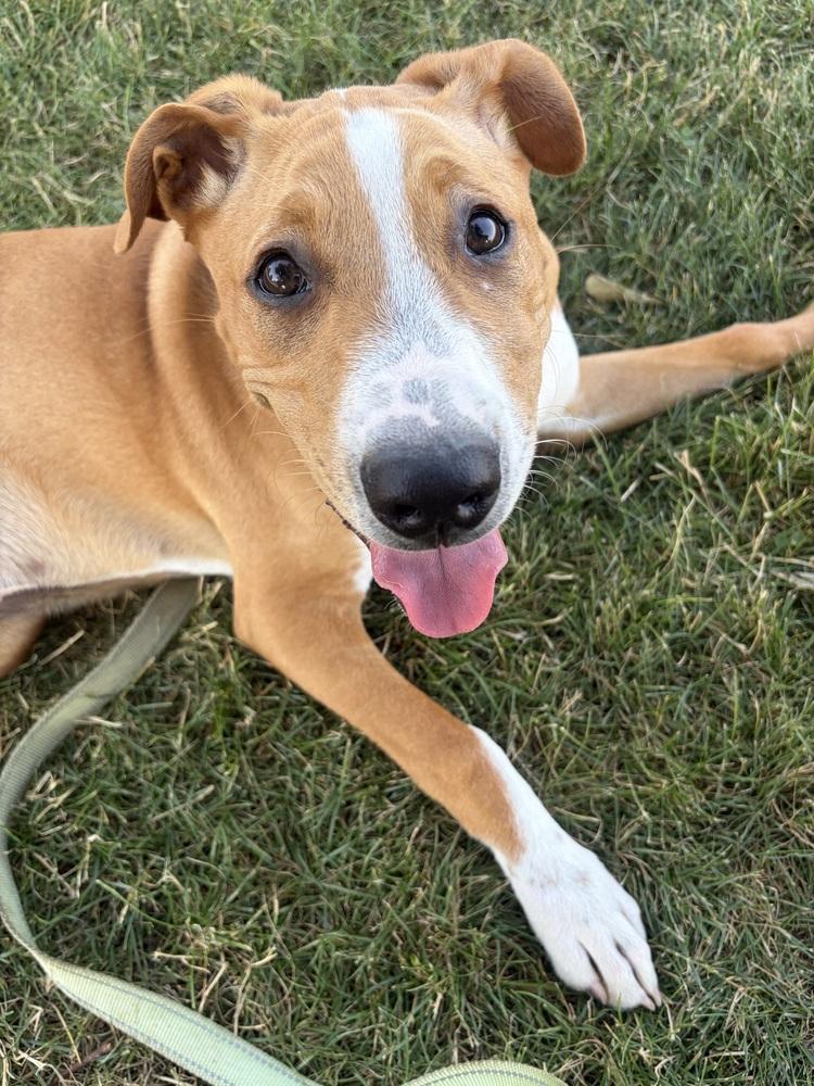 Enlarge Anthony, a Adoptable Mixed Breed in Amherst, NY image 4/6