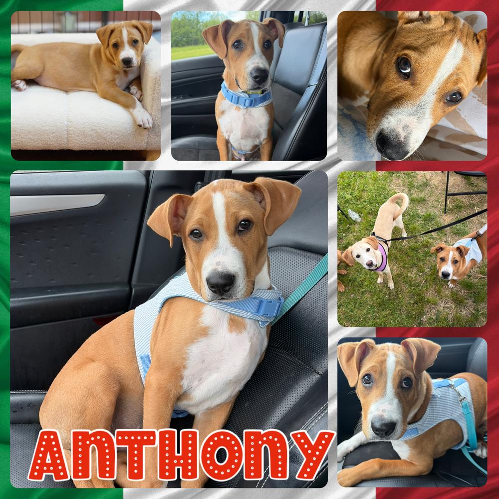 Anthony, a Adoptable Shar-Pei in Amherst, NY image 4/6