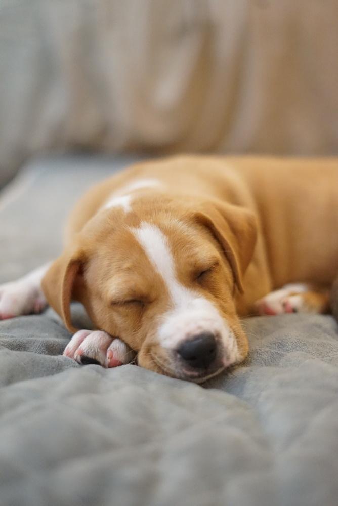 Enlarge Anthony, a Adoptable Shar-Pei in Amherst, NY image 6/6